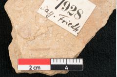 Foto (Detailansicht) von Santalum acheronticum Ettingshausen (NHMW-GEO-2024-0188-7928)